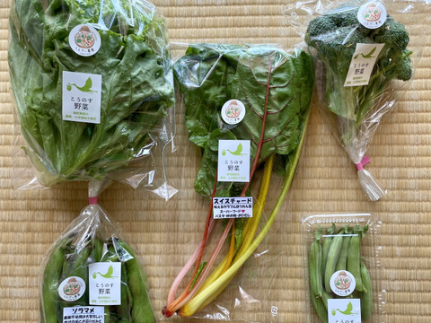 6月旬の野菜セット7種類 農薬・化学肥料不使用♪個包装