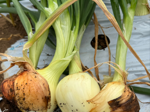 【期間限定】（訳あり）フルーツ玉ねぎ　3kg　熊本県産