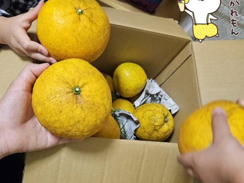 箱込み4kg 河内晩柑&甘夏　栽培期間中に農薬、化学肥料不使用 柑橘セット【柑橘食べ比べ】
