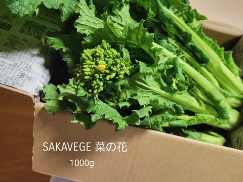 菜の花 1000g