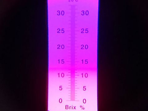 ３月より順次発送『高糖度ビーツ 3kg』 千葉県南房総市産 ★発送当日に収穫!