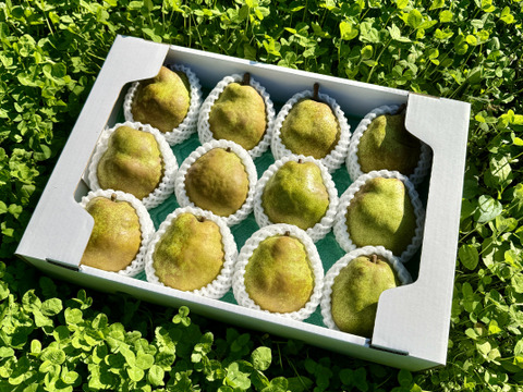 【ラフランス専業農家が贈る】大玉！山形県産ラ・フランス  5kg 特秀 12〜14玉入り【特秀品】【贈答用】【冬ギフト】熨斗対応可