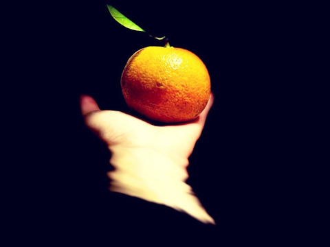 The citrus【BITTER ORANGE】ビターオレンジ 約8kg