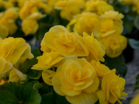 【贈答用】可愛らしい鮮やかな黄色のベゴニアです。エラチオールベゴニア【ブリッツ】4.5寸