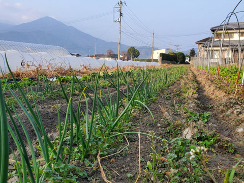 甘さ多めの寒じめ有機人参　3Kg