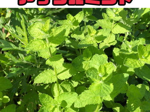 まもなく販売終了【農薬・化学肥料不使用栽培】お庭育ちのミントお楽しみ4種セット各50ｇ（クール便発送）