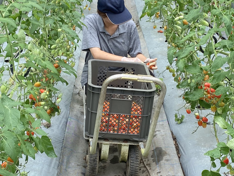 【久万高原特産トマト】まるでフルーツ‼️桃太郎トマト（2キロ箱・11個〜14個）