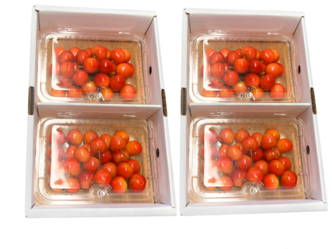 【常温便】採れたて さくらんぼ 甘い 旬1200g 佐藤錦  紅秀峰 秋田県産 サクランボ  家庭 贈答 三関 8パック 家庭用 お中元 ギフト さくらんぼ 家庭用