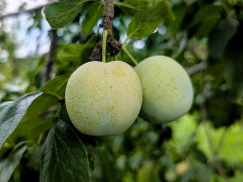 みどりの西洋プラム グリーンゲージ (1kg)