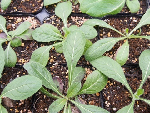 2個セット  クナウティア  マースミジェット イングリッシュガーデン 花苗 多年草 宿根草