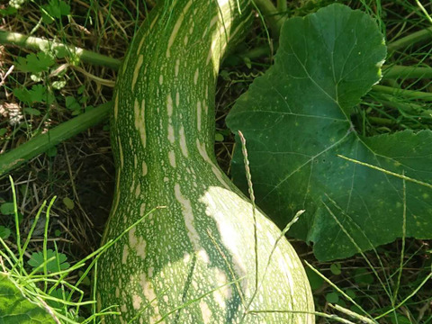 にこさん専用伝統野菜　鶴首かぼちゃ自然栽培2キロズッキーニ1キロ80サイズ在来種の伝統野菜　自然栽培　写真は見本です。