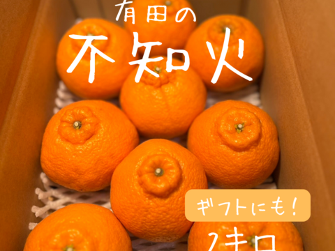 不知火　2キロ　ギフトにも！