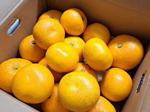 木なり八朔【SM混合】5kg（箱込)