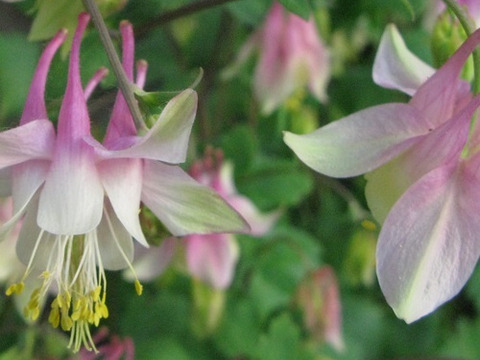 2個セット  アクイレギア  ピンクランタン （オダマキ） 宿根草 多年草