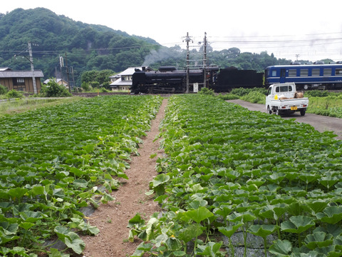 旨さぎゅぎゅっと濃縮「特濃こふき」カボチャ　4玉(約8.4kg)