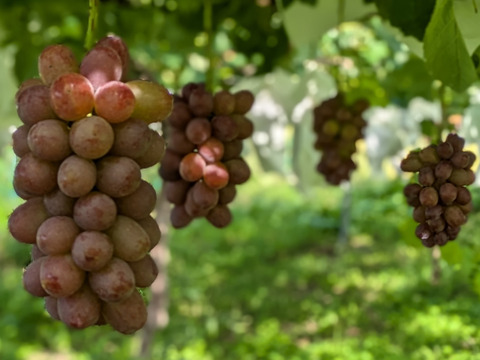 果実の女王、ルビーの輝き【プレミアムギフト】クイーンルージュ®約500g×2房　合計約1kg　※長野県認証/農薬節減栽培（信州の環境にやさしい農産物認証）【冬ギフト】