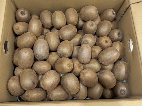 キウイ好きな方集まれー！！農薬・化学肥料・除草剤不使用　生産量日本一！愛媛県産小ぶりキウイちゃん（ヘイワード）10kg(150個程度）