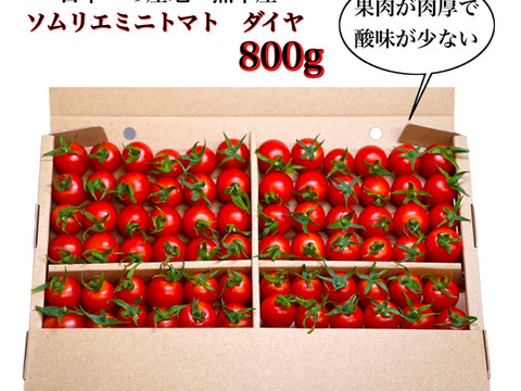 【特別栽培農産物の取得】ソムリエミニトマト　ダイヤ８００ｇ（５０玉～８０玉）
