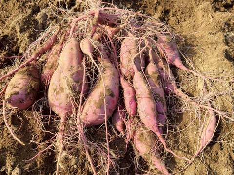とろ甘っ！ねっとり濃密！紅はるか 1kg（農薬・化学肥料・除草剤・防虫剤不使用）