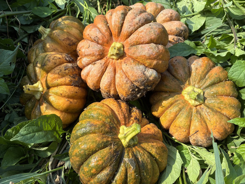 訳あり＊見た目もカワイイ＊小菊かぼちゃ＊固定種＊4.8kg＊ミニかぼちゃ