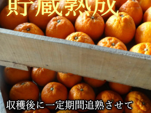 【数量限定★極上の食べ比べ】🏆みかん柑橘グランプリ2026最高金賞含む最多４部門受賞の「木熟せとか」＆店長イチ押しの高糖度しらぬい「甘熟デコ」　サイズ混合　お試し品　約2.25ｋｇ【415-225k】