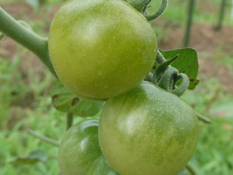 彩り豊かなこく旨カラフルミニトマト　１ｋｇ（５～７品種入）