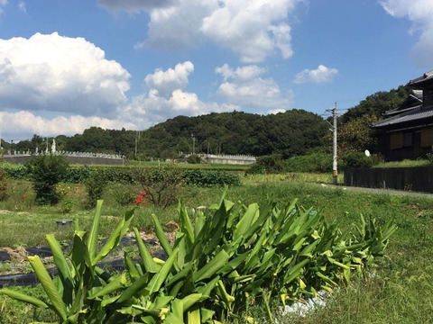 【春ウコン】農薬不使用 お買い得泥つき未選別