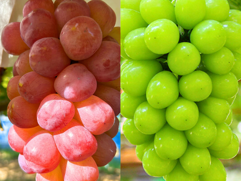 【シャイン彩りセット】スカーレットとシャインマスカット2色セット 1kg〜
