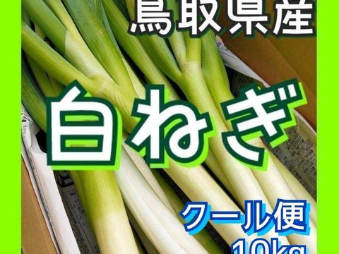 【クール便】たっちゃん農園の白ネギL 10kg程度(1~1.5cm程度)