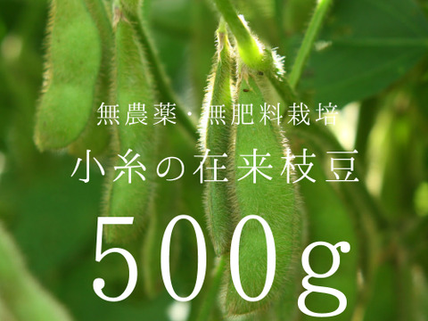 小糸の在来枝豆(枝付き)500g【無農薬・無肥料】