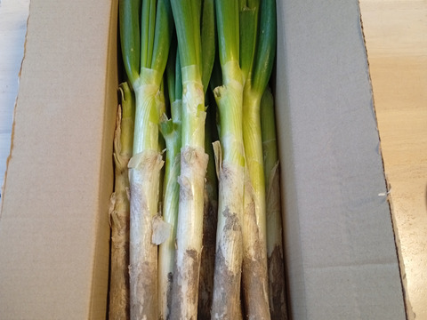 ✅薬味ネギ⭐35本→増量【40本】✅3人気✅至福の極甘ネギ✨信州産✨【特別栽培】✨【無消毒栽培】