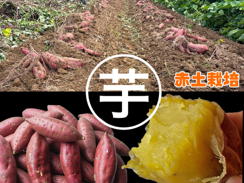 焼き芋屋が育てた
富山県立野原産赤土べにはるか10kg