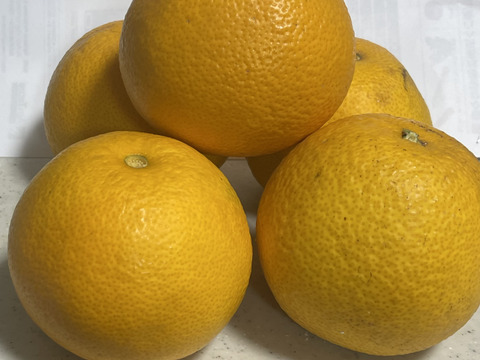 果汁たっぷり！！　訳あり　お買い得　和歌山県産　八朔　4kg