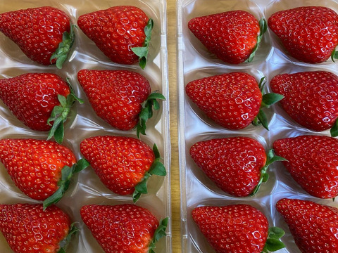 ならあかり　いちご　260g×2P 奈良県
