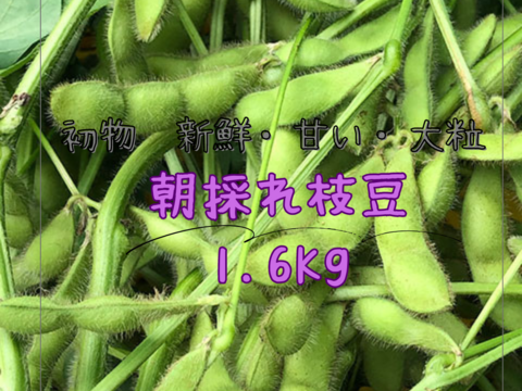 おまけ付き　🤗たっぷり1.6Kg 鮮度抜群🤗　🚚 プリップリ 鮮度抜群 香り枝豆 🍀 ✨人気の品種『月夜音(つきよね)』 甘みと旨み✨👨‍🌾晴れの国おかやま 国産枝豆