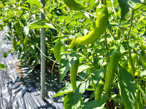 セラーノ　トウガラシ　メキシコ　60サイズ