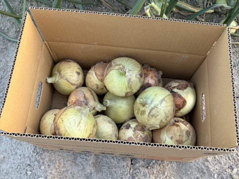 とにかく甘い！淡路島 新玉ねぎ 品種:七宝（秀品・10kg）