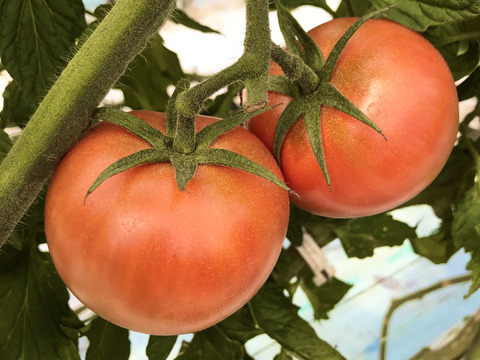 【大容量】たくろー君家のトマトぎっしり小ぶりサイズ