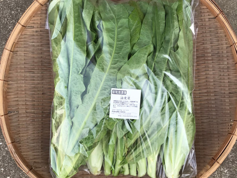 油麦菜(Ａ菜）１ｋｇ／独特な香りで芯まで美味しい！中国の定番野菜！
