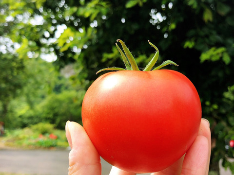 【先着順　無農薬バジル 付】北海道産大玉トマト『とまのすけ』4㌔（18~24個）