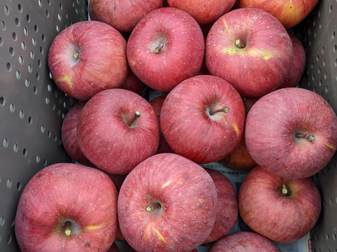まるかじりもOK！ちっちゃな小玉の葉とらずサンフジ