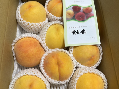 【職人技】王道！黄金桃　3㎏（約6-11玉）【夏ギフト】