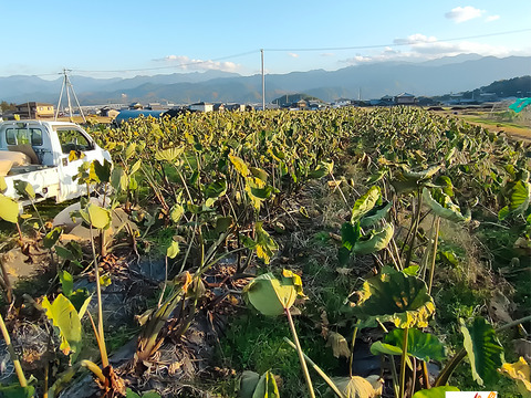 農家直送！セレベス(赤目芋)の里芋：2kg M~LLサイズ※参考写真は1kgです