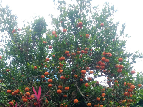 奄美大島原種の希少な赤みかん○お試しご家庭用 1.5kg○酸味と甘味のバランスが絶妙な大変珍しいみかんです。