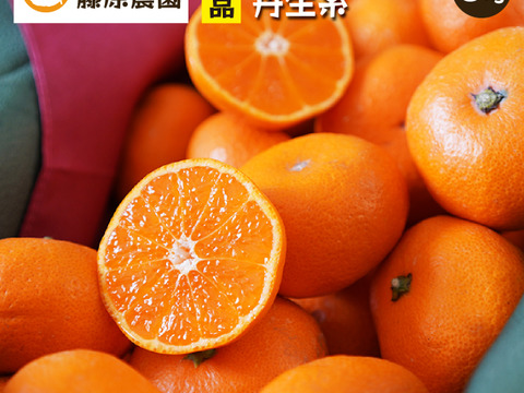 大特価放出！ 蔵出しみかん丹生系5kg｜和歌山県海南市下津町産。晩生みかんの 果物