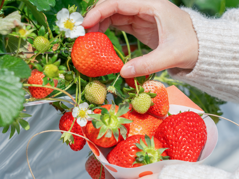 あまりんジャム　105g×3個入り