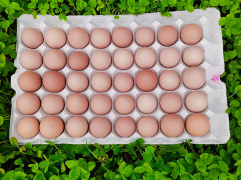 【ギフトにおすすめ】平飼い有精卵を使用 優しい味わい 『たまごプリン9個セット』 農園手作り