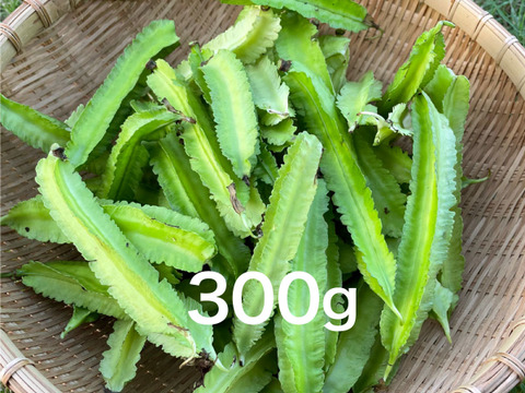 【無肥料・栽培期間中農薬不使用】サクサク四角豆300g（シカクマメ、うりずん豆）
