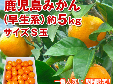 鹿児島みかん（早生系）約5㎏