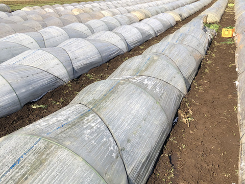 ほうれん草（200g x 3袋）+ 小松菜（250g x 2袋）　＜農薬・化学肥料不使用＞